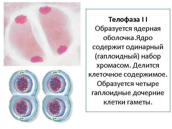 Телофаза I I Образуется ядерная оболочка. Ядро содержит одинарный (гаплоидный) набор хромасом. Делится клеточное