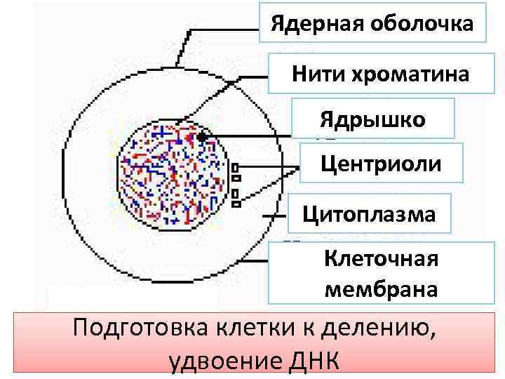 Ядерная оболочка Нити хроматина Ядрышко Центриоли Цитоплазма Клеточная мембрана Подготовка клетки к делению, удвоение