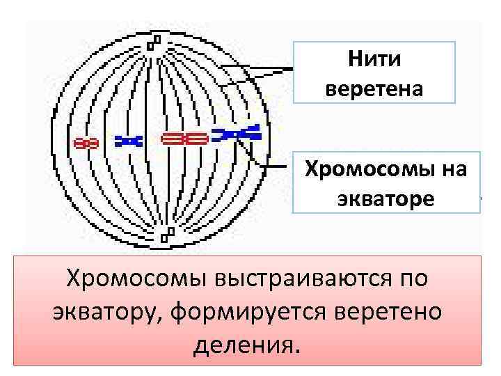 Образование веретена деления