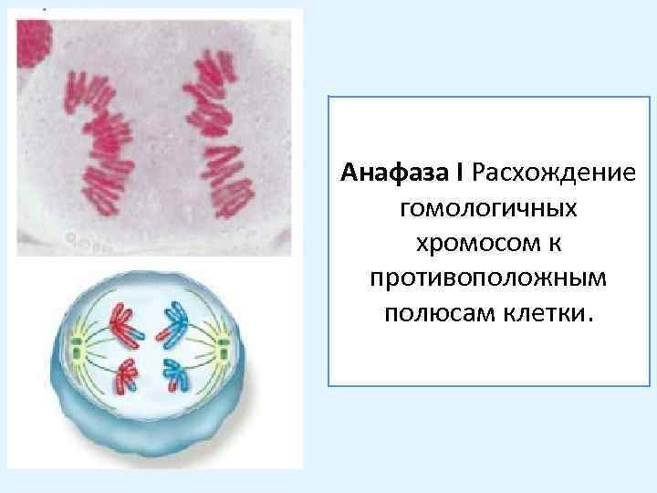 Анафаза I Расхождение гомологичных хромосом к противоположным полюсам клетки. 