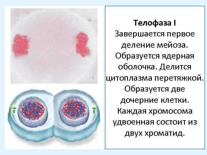 Телофаза I Завершается первое деление мейоза. Образуется ядерная оболочка. Делится цитоплазма перетяжкой. Образуется две