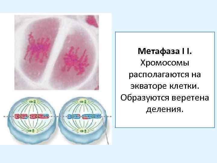 Метафаза I I. Хромосомы располагаются на экваторе клетки. Образуются веретена деления. 