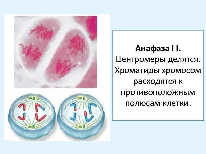 Мейоз расхождение хромосом. Хроматиды расходятся к полюсам клетки. Хромосомы расходятся к полюсам клетки. Расхождение хроматид к полюсам клетки. Расхождение гомологичных хромосом к полюсам клетки.