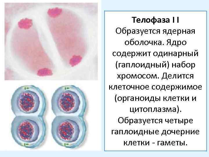 Гаплоидные клетки образуются