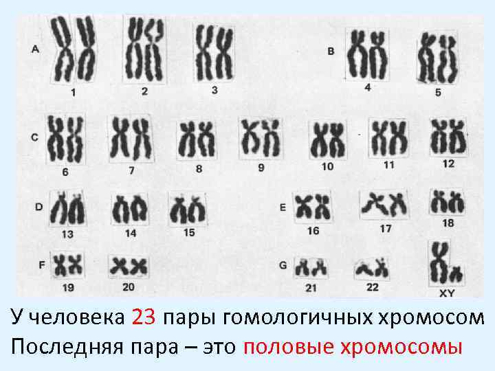 У человека 23 пары гомологичных хромосом Последняя пара – это половые хромосомы 