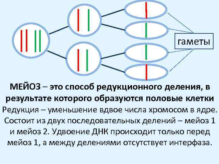 Путем мейоза не образуются гаметы яйцеклетки клетки