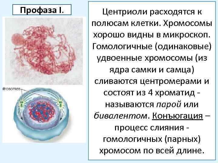 Профаза I. Центриоли расходятся к полюсам клетки. Хромосомы хорошо видны в микроскоп. Гомологичные (одинаковые)