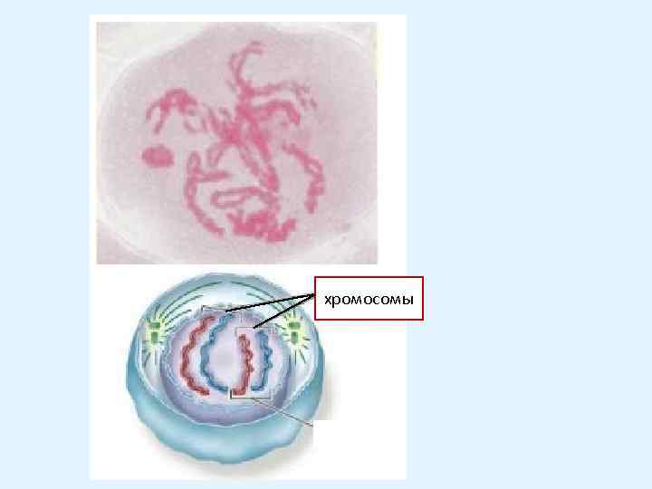 хромосомы 