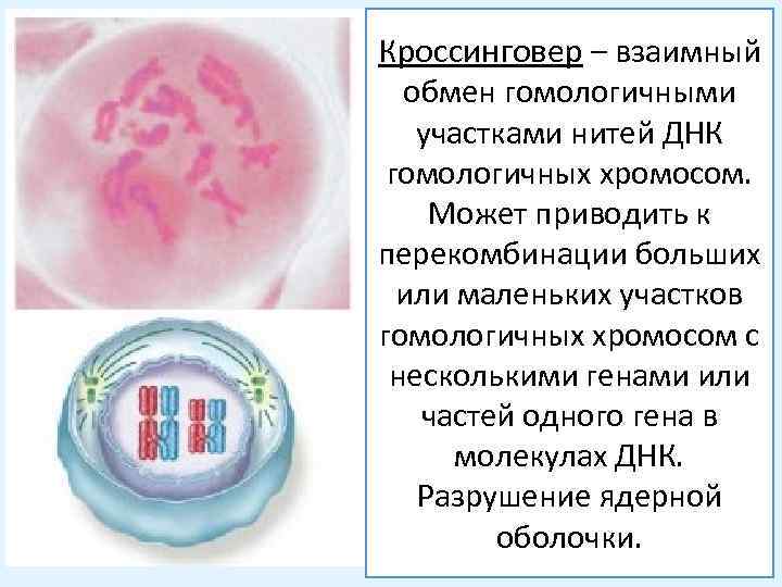 Кроссинговер – взаимный обмен гомологичными участками нитей ДНК гомологичных хромосом. Может приводить к перекомбинации