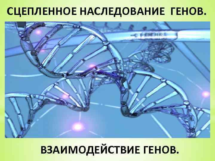 СЦЕПЛЕННОЕ НАСЛЕДОВАНИЕ ГЕНОВ. ВЗАИМОДЕЙСТВИЕ ГЕНОВ. 