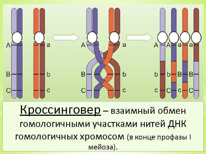 Кроссинговер – взаимный обмен гомологичными участками нитей ДНК гомологичных хромосом (в конце профазы I