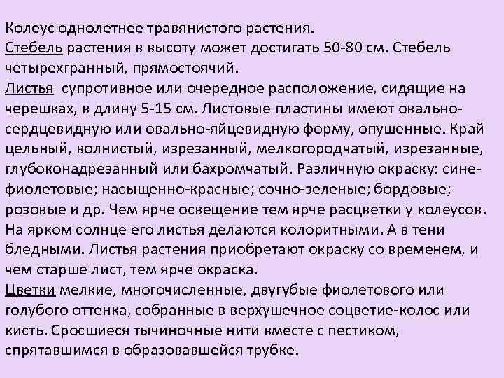 Колеус однолетнее травянистого растения. Стебель растения в высоту может достигать 50 -80 см. Стебель