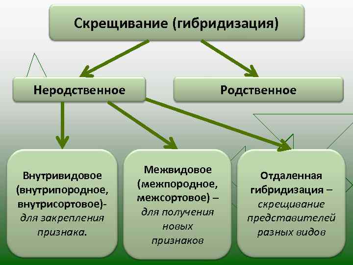 Скрещивание (гибридизация) Неродственное Внутривидовое (внутрипородное, внутрисортовое)для закрепления признака. Родственное Межвидовое (межпородное, межсортовое) – для