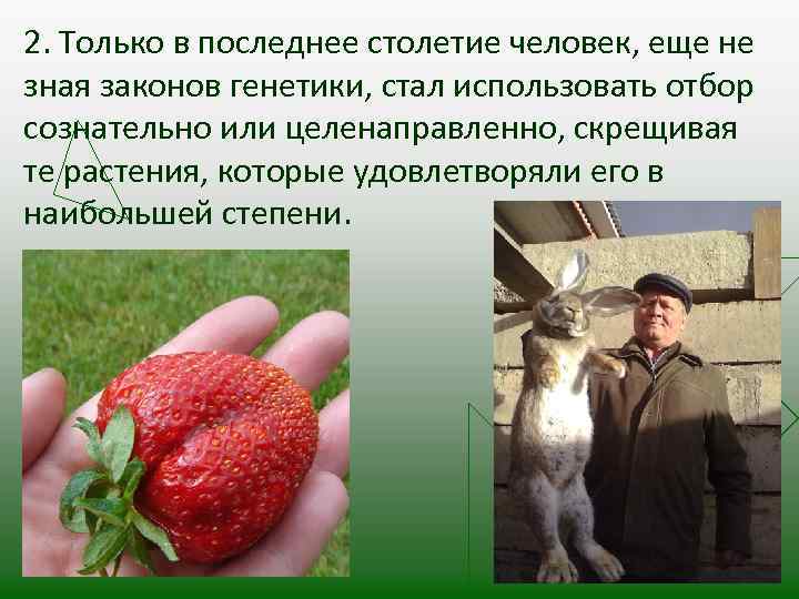 2. Только в последнее столетие человек, еще не зная законов генетики, стал использовать отбор