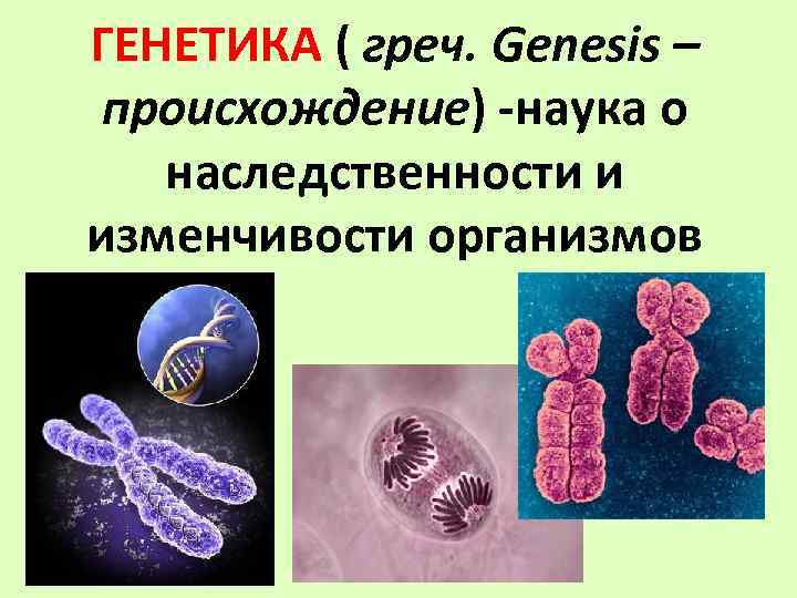 Презентация по биологии 10 класс генетика наука о закономерностях наследственности и изменчивости