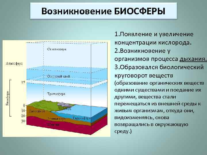 Презентация этапы эволюции биосферы