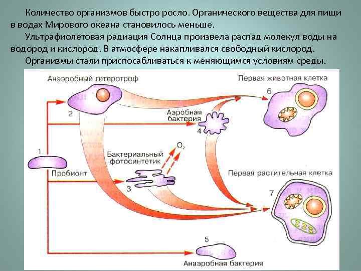 Количество организмов быстро росло. Органического вещества для пищи в водах Мирового океана становилось меньше.