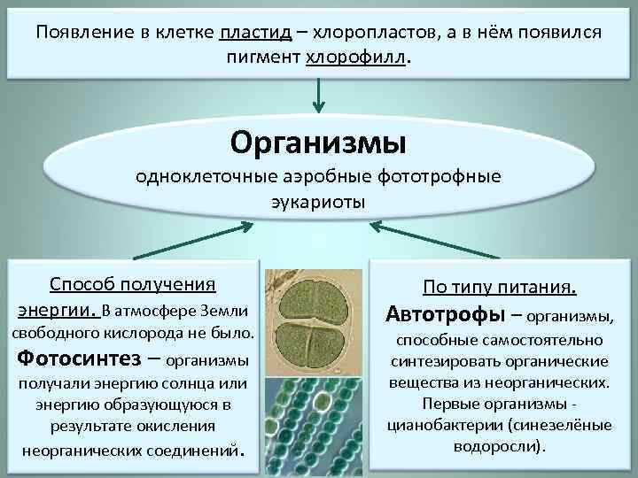 Появление в клетке пластид – хлоропластов, а в нём появился пигмент хлорофилл. Организмы одноклеточные