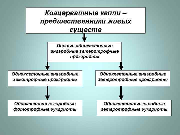 Коацерватные капли – предшественники живых существ Первые одноклеточные анаэробные гетеротрофные прокариоты Одноклеточные анаэробные хемотрофные