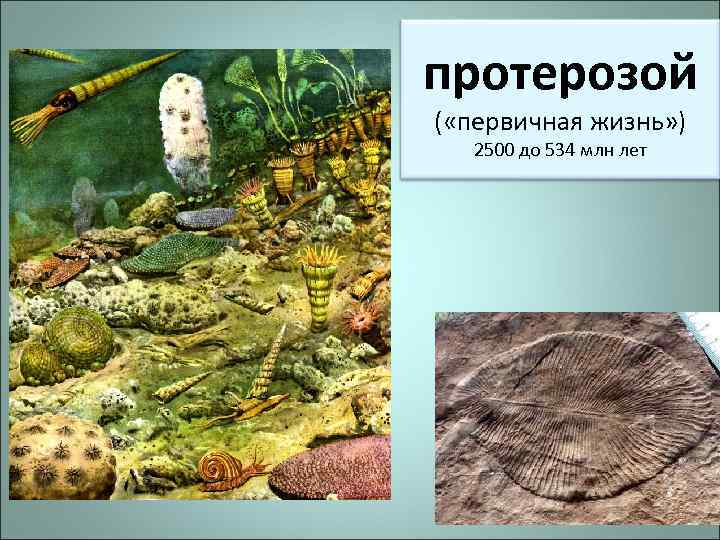 протерозой ( «первичная жизнь» ) 2500 до 534 млн лет 