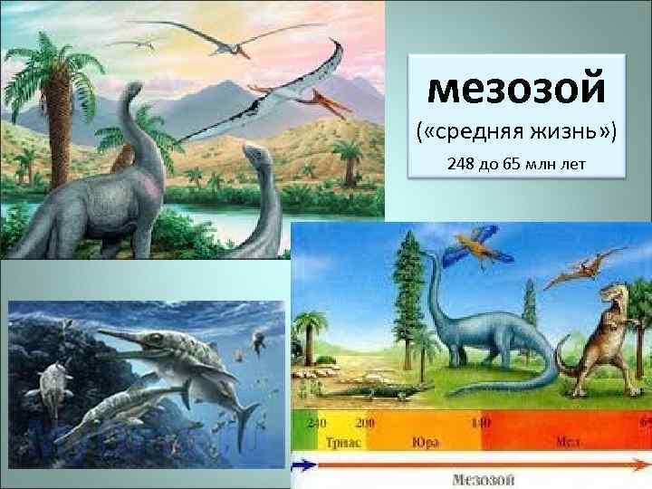 мезозой ( «средняя жизнь» ) 248 до 65 млн лет 