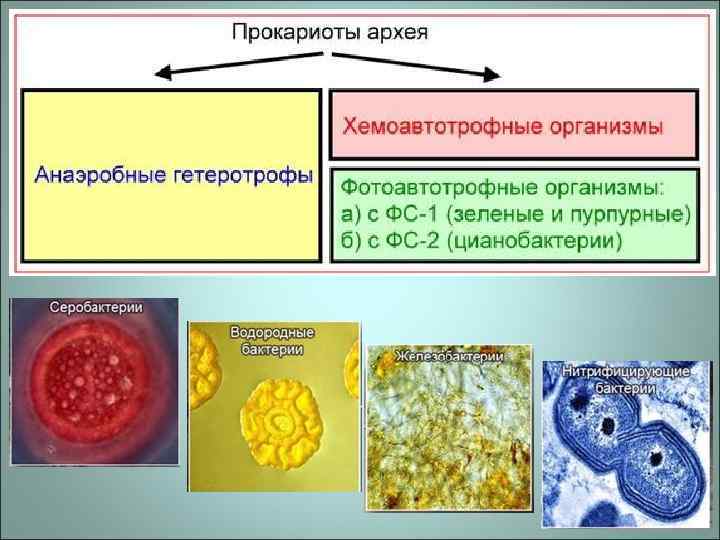 Анаэробные гетеротрофные прокариоты. Цианобактерии Архей. Прокариоты бактерии и археи. Архейская Эра организмы. Первые организмы в архее.