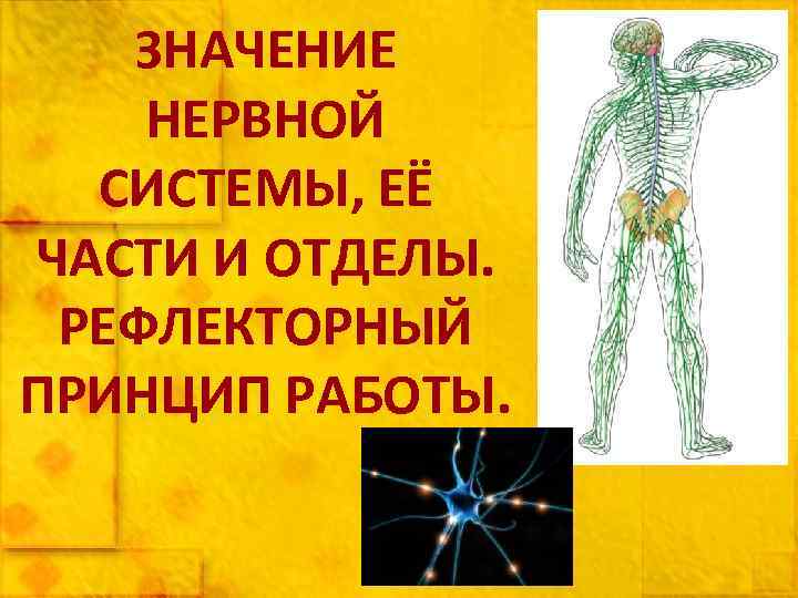 ЗНАЧЕНИЕ НЕРВНОЙ СИСТЕМЫ, ЕЁ ЧАСТИ И ОТДЕЛЫ. РЕФЛЕКТОРНЫЙ ПРИНЦИП РАБОТЫ. 