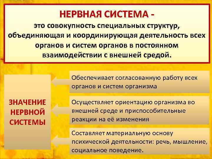 НЕРВНАЯ СИСТЕМА - это совокупность специальных структур, объединяющая и координирующая деятельность всех органов и