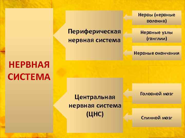 Нервы (нервные волокна) Периферическая нервная система Нервные узлы (ганглии) Нервные окончания НЕРВНАЯ СИСТЕМА Центральная