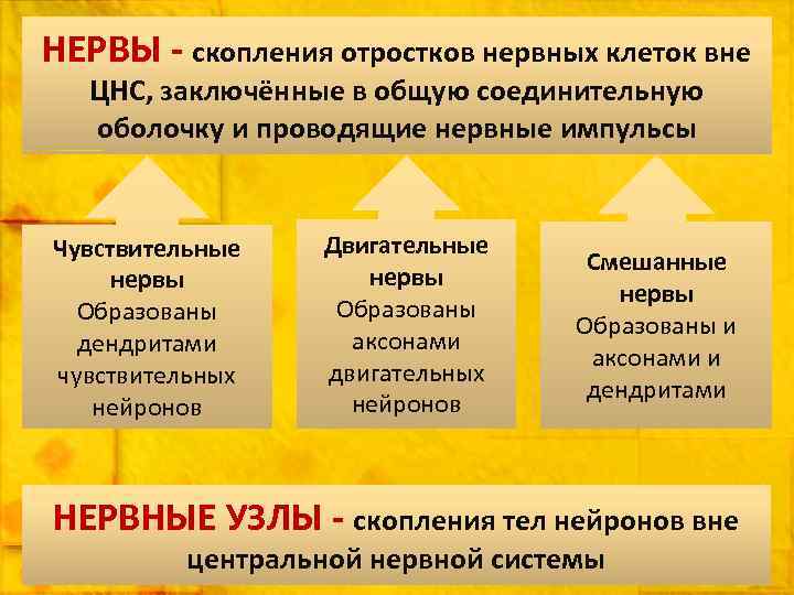 НЕРВЫ - скопления отростков нервных клеток вне ЦНС, заключённые в общую соединительную оболочку и