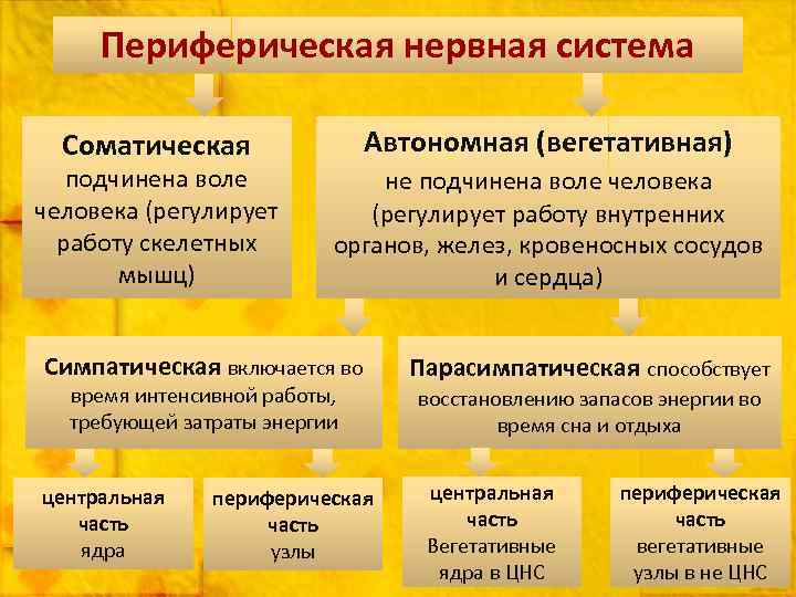 Периферическая нервная система Автономная (вегетативная) Соматическая подчинена воле человека (регулирует работу скелетных мышц) не