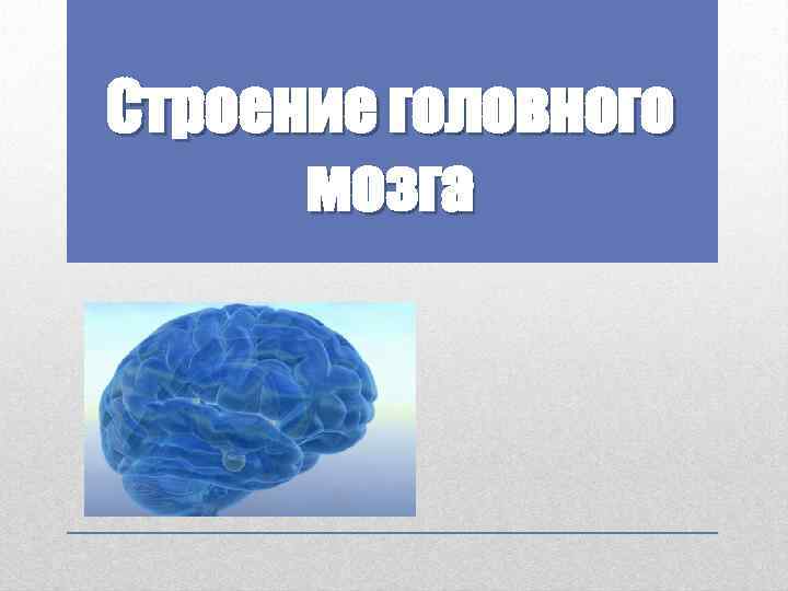 Строение головного мозга 
