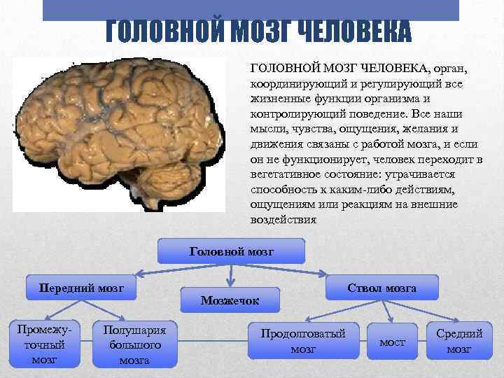 ГОЛОВНОЙ МОЗГ ЧЕЛОВЕКА, орган, координирующий и регулирующий все жизненные функции организма и контролирующий поведение.