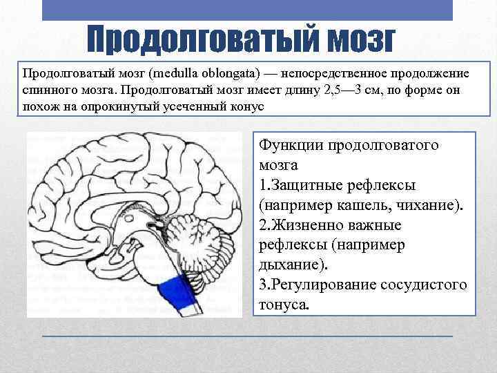 Продолговатый мозг (medulla oblongata) — непосредственное продолжение спинного мозга. Продолговатый мозг имеет длину 2,