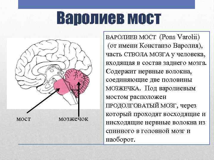 Варолиев мост (Pons Varolii) (от имени Констанзо Варолия), часть СТВОЛА МОЗГА у человека, входящая
