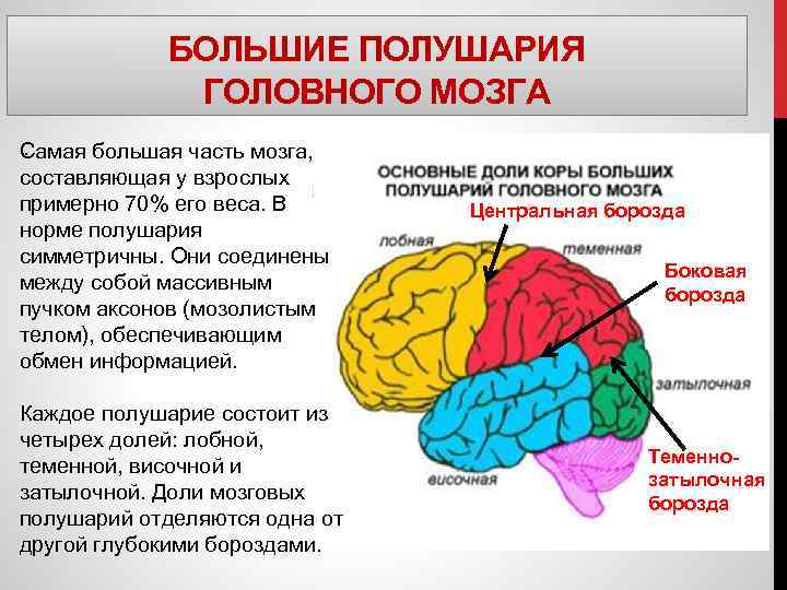 БОЛЬШИЕ ПОЛУШАРИЯ ГОЛОВНОГО МОЗГА. Самая большая часть мозга, составляющая у взрослых примерно 70% его