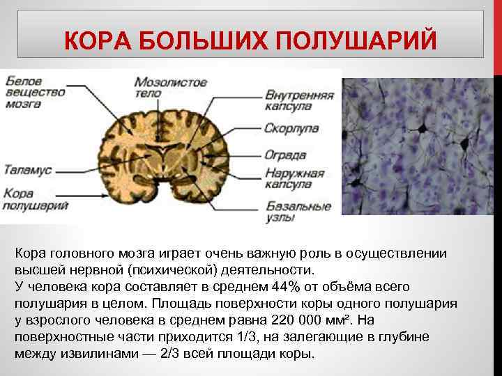 КОРА БОЛЬШИХ ПОЛУШАРИЙ Кора головного мозга играет очень важную роль в осуществлении высшей нервной