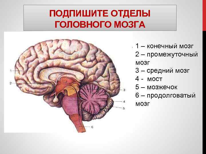 ПОДПИШИТЕ ОТДЕЛЫ ГОЛОВНОГО МОЗГА 1 – конечный мозг 2 – промежуточный мозг 3 –