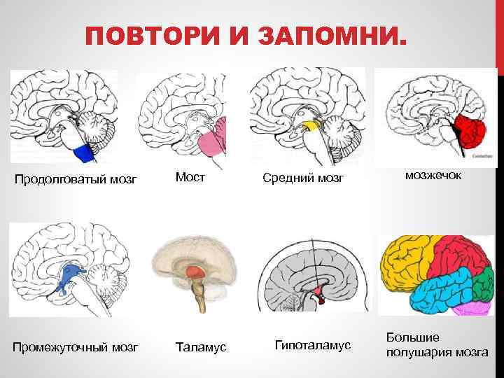 ПОВТОРИ И ЗАПОМНИ. Продолговатый мозг Промежуточный мозг Мост Таламус Средний мозг Гипоталамус мозжечок Большие