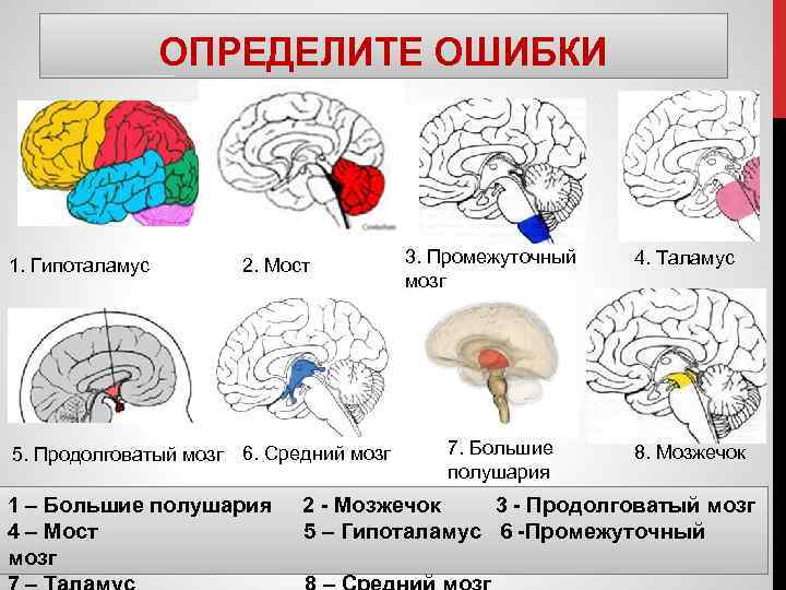 ОПРЕДЕЛИТЕ ОШИБКИ 1. Гипоталамус 2. Мост 5. Продолговатый мозг 6. Средний мозг 1 –