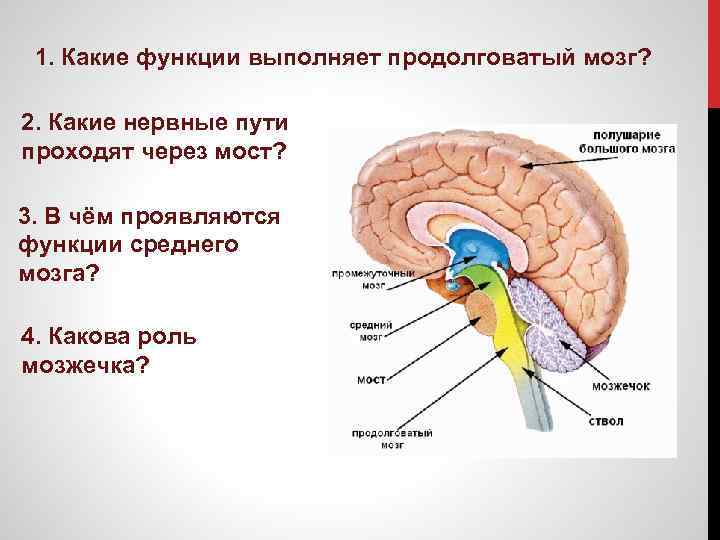 1. Какие функции выполняет продолговатый мозг? 2. Какие нервные пути проходят через мост? 3.