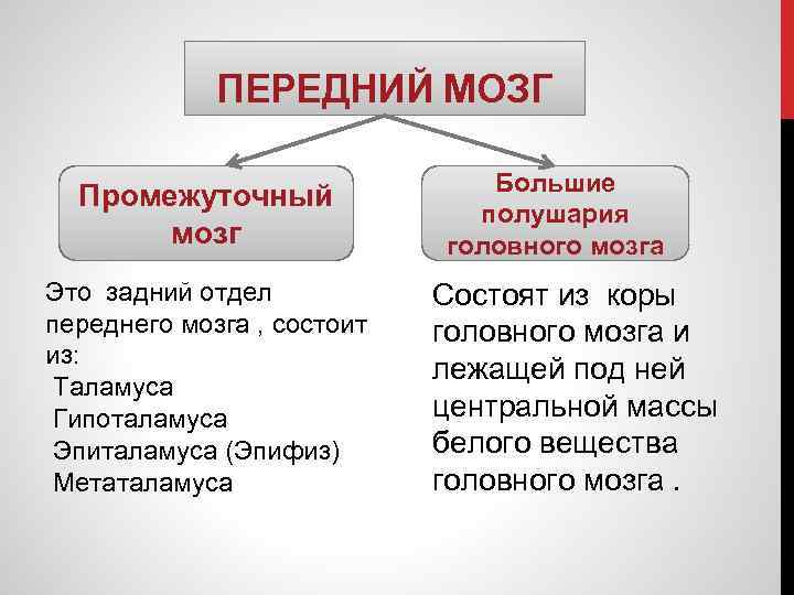 ПЕРЕДНИЙ МОЗГ Промежуточный мозг Это задний отдел переднего мозга , состоит из: Таламуса Гипоталамуса