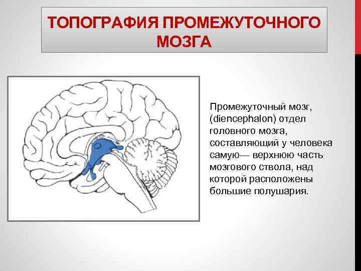 ТОПОГРАФИЯ ПРОМЕЖУТОЧНОГО МОЗГА Промежуточный мозг, (diencephalon) отдел головного мозга, составляющий у человека самую— верхнюю