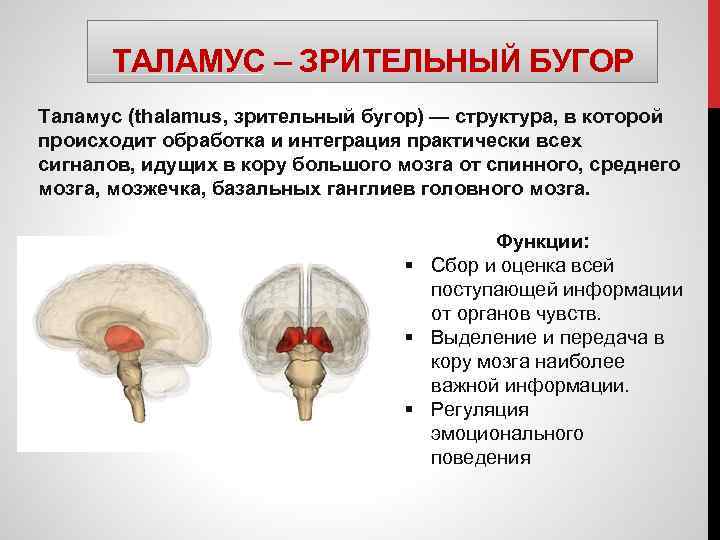 ТАЛАМУС – ЗРИТЕЛЬНЫЙ БУГОР Таламус (thalamus, зрительный бугор) — структура, в которой происходит обработка