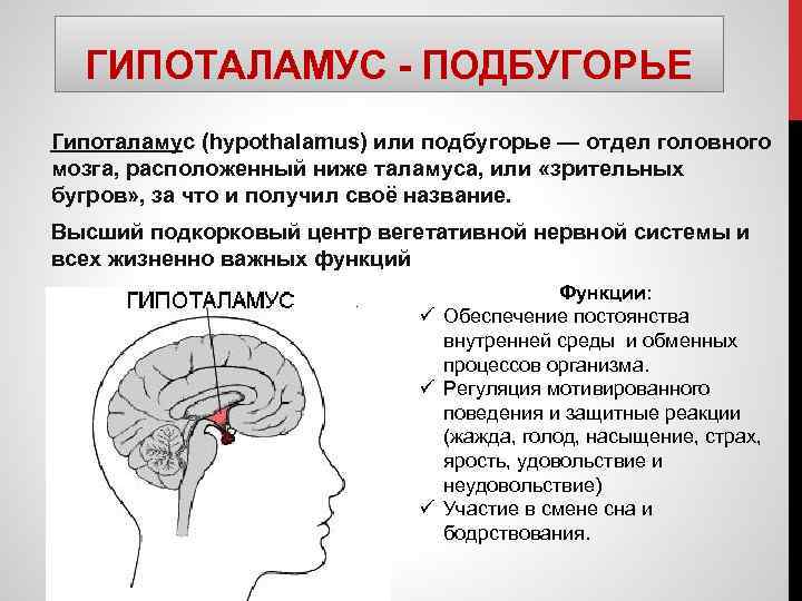 ГИПОТАЛАМУС - ПОДБУГОРЬЕ Гипоталамус (hypothalamus) или подбугорье — отдел головного мозга, расположенный ниже таламуса,