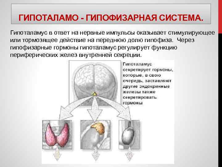 ГИПОТАЛАМО - ГИПОФИЗАРНАЯ СИСТЕМА. Гипоталамус в ответ на нервные импульсы оказывает стимулирующее или тормозящее