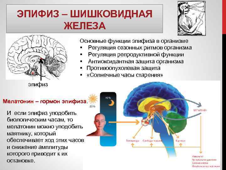 ЭПИФИЗ – ШИШКОВИДНАЯ ЖЕЛЕЗА Основные функции эпифиза в организме § Регуляция сезонных ритмов организма