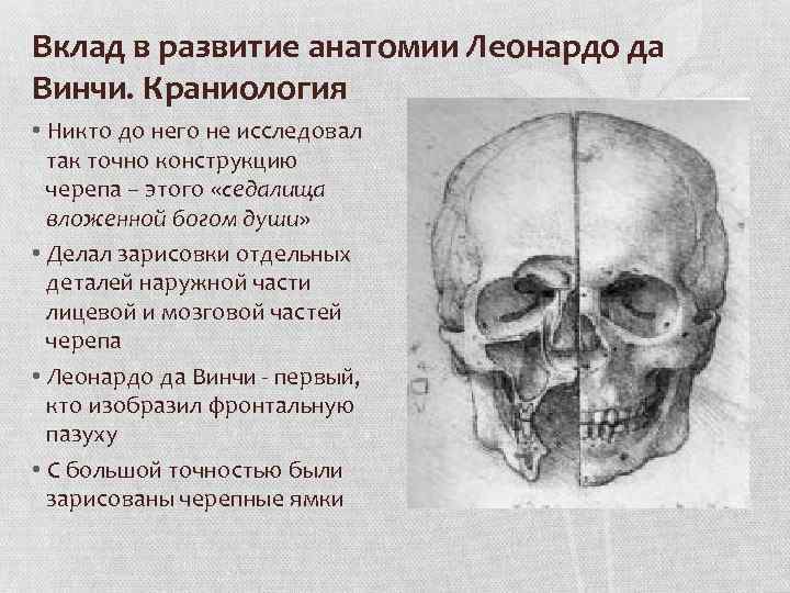 Вклад в развитие анатомии Леонардо да Винчи. Краниология • Никто до него не исследовал