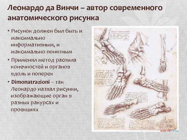 Леонардо да Винчи – автор современного анатомического рисунка • Рисунок должен был быть и