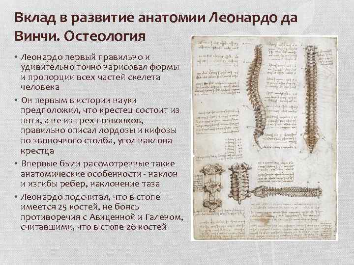 История анатомии. 1.Леонардо да Винчи в истории анатомии.. Леонардо да Винчи вклад в анатомию. Вклад Леонардо да Винчи в медицину и анатомию. Леонардо да Винчи вклад в биологию.